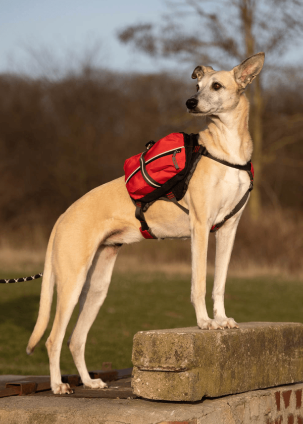 iEnergy MAL Dog Backpack For Sale