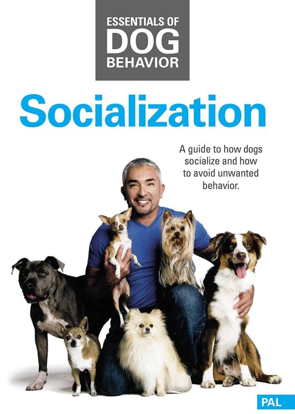 Cesar Millan Socialization™ DVD Cheap