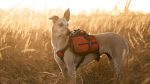 iEnergy MAL Dog Backpack For Sale